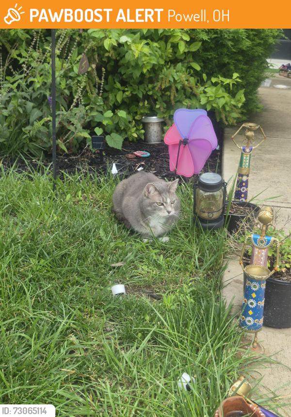 Found/Stray Unknown Cat last seen Sunrise ridge place 43065, Powell, OH 43065