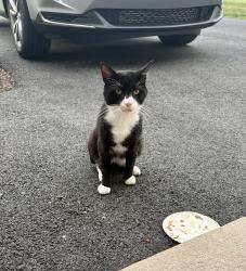 Found/Stray Unknown Cat last seen W Champlain Ave , New Castle County, DE 19804
