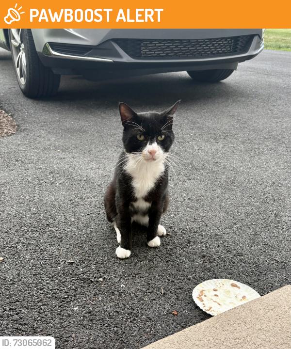 Found/Stray Unknown Cat last seen W Champlain Ave , New Castle County, DE 19804