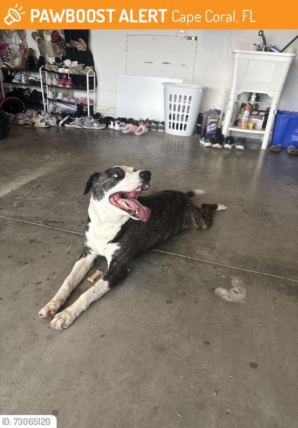 Found/Stray Unknown Dog last seen Diplomat, Cape Coral, FL 33909