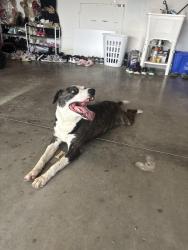 Found/Stray Unknown Dog last seen Diplomat, Cape Coral, FL 33909