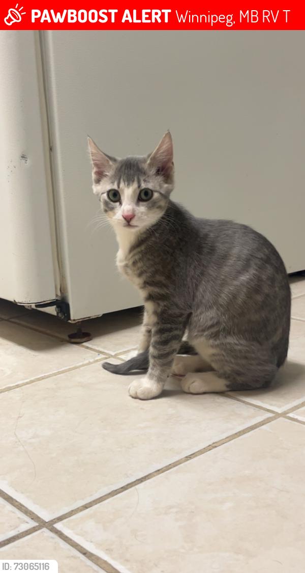 Lost Male Cat last seen Main and Perth, Winnipeg, MB R2V 0T2