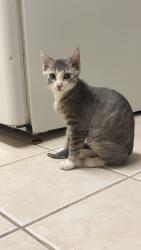 Lost Male Cat last seen Main and Perth, Winnipeg, MB R2V 0T2