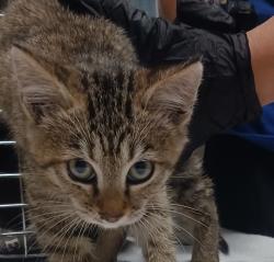 Shelter Stray Male Cat last seen Near Heather Glenn Lane, SAN LEANDRO, CA, 94578, 8323 Baldwin St, Oakland, CA 94621, USA
