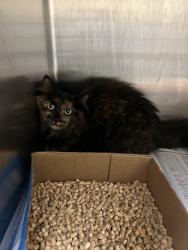 Shelter Stray Female Cat last seen Near Pacific Avenue, VIRGINIA BEACH, VA, 23451, 341 S Birdneck Rd, Virginia Beach, VA 23451, USA