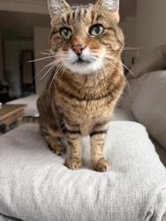 Reunited Female Cat last seen Near Creekside Dr, Walnut Creek, CA 94596 , Walnut Creek, CA 94596