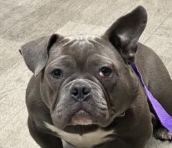 Shelter Stray Female Dog last seen Near Kelton Road, San Diego, CA, 92114, 5500 Gaines St, San Diego, CA 92110, USA
