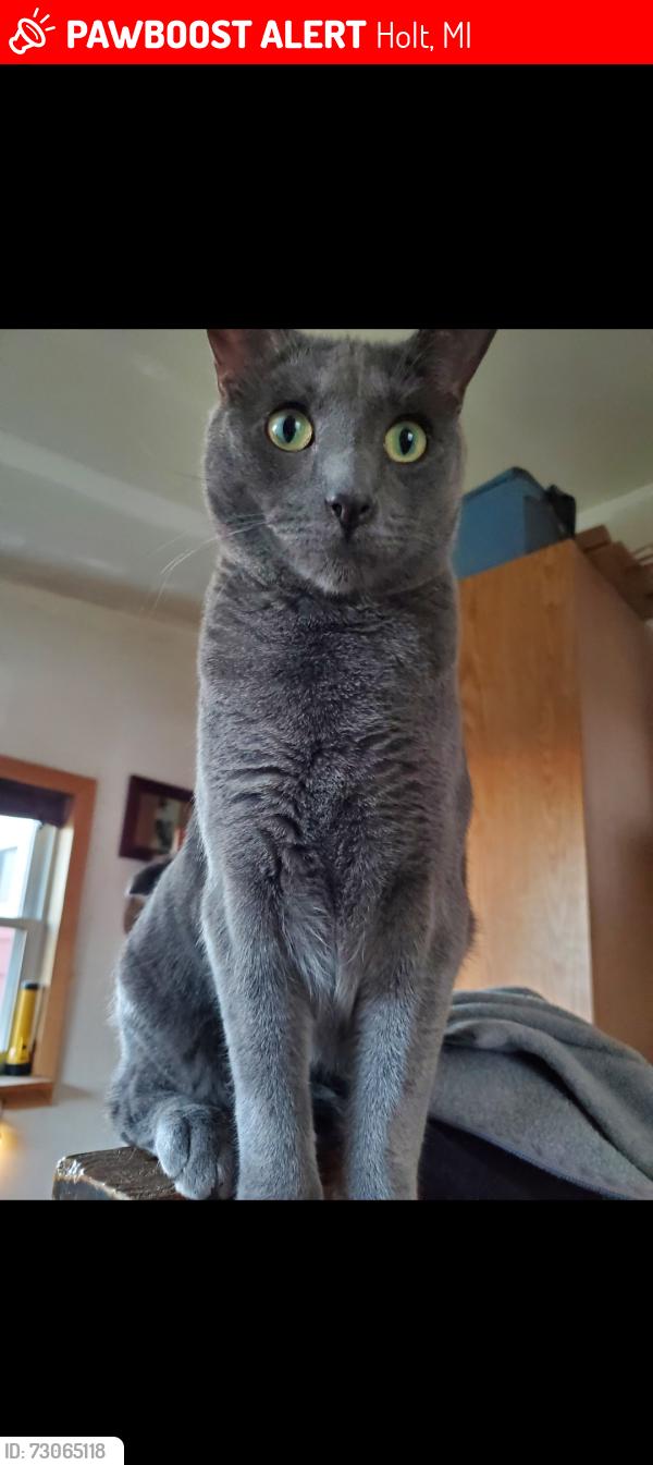 Lost Male Cat last seen Phillips, Adelpha, Holt, MI 48842