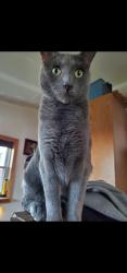 Lost Male Cat last seen Phillips, Adelpha, Holt, MI 48842