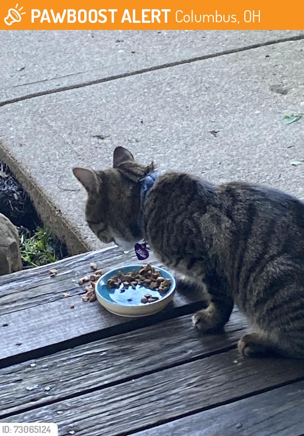 Found/Stray Male Cat last seen Off hard road . Montgomery court apmts , Columbus, OH 43016