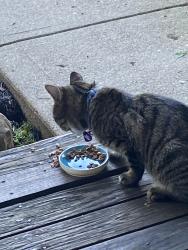 Found/Stray Male Cat last seen Off hard road . Montgomery court apmts , Columbus, OH 43016