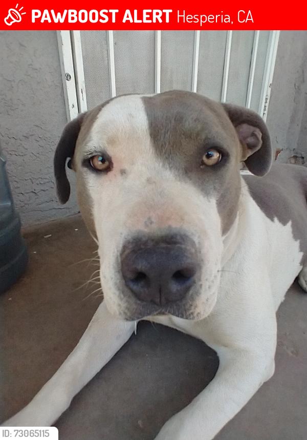 Lost Male Dog last seen Peach Street, Hesperia, CA 92340