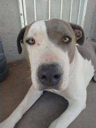 Lost Male Dog last seen Peach Street, Hesperia, CA 92340
