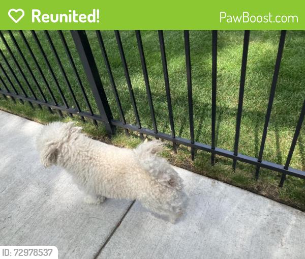 Reunited Male Dog last seen Potawatomi park headed toward Chase Ave , Chicago, IL 60645