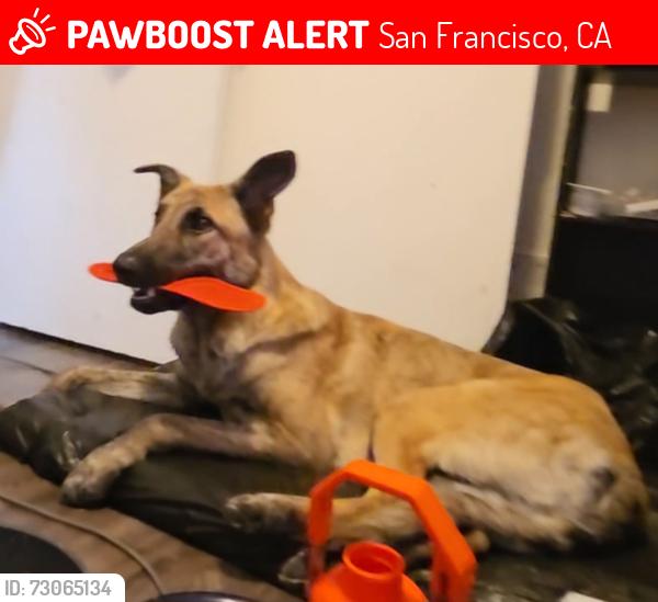 Lost Male Dog last seen 9th st and Folsom, San Francisco, CA 94103