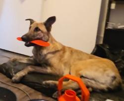 Lost Male Dog last seen 9th st and Folsom, San Francisco, CA 94103