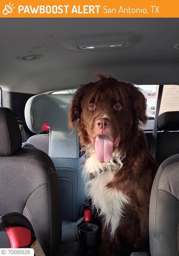 Found/Stray Male Dog last seen Blue ridge subdivision, San Antonio, TX 78263