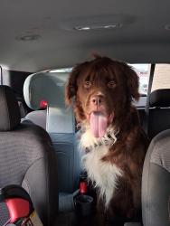 Found/Stray Male Dog last seen Blue ridge subdivision, San Antonio, TX 78263