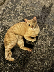 Found/Stray Male Cat last seen Curry ford rd, Orlando, FL 32822