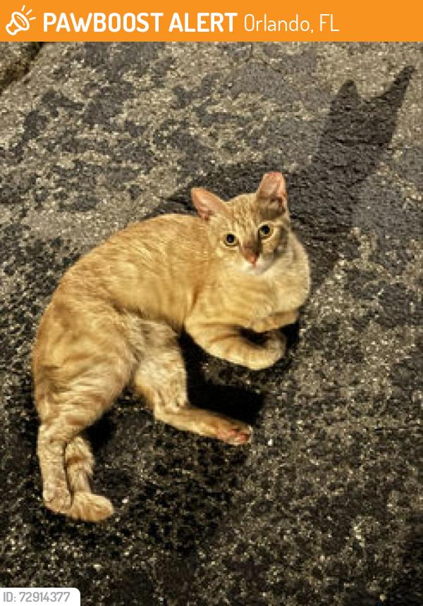 Found/Stray Male Cat last seen Curry ford rd, Orlando, FL 32822