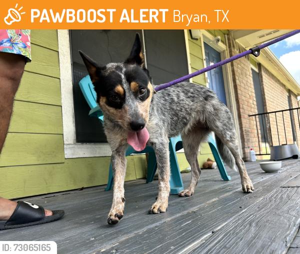 Found/Stray Female Dog last seen Near providence ave Bryan tx, Bryan, TX 77803