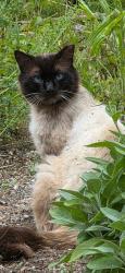 Found/Stray Unknown Cat last seen 208th, Kent, WA 98042