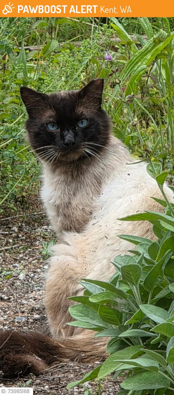 Found/Stray Unknown Cat last seen 208th, Kent, WA 98042