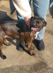 Lost Female Dog last seen Oakcrest and Claiborne, Spartanburg, SC 29301