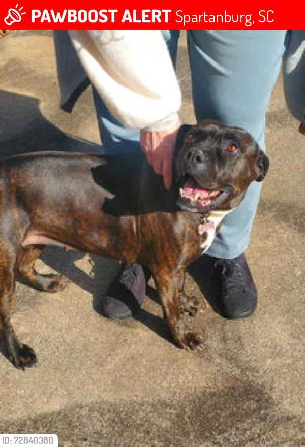 Lost Female Dog last seen Oakcrest and Claiborne, Spartanburg, SC 29301