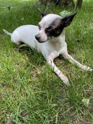 Lost Male Dog last seen Indian Lake South/Indian Lake, Indianapolis, IN 46236