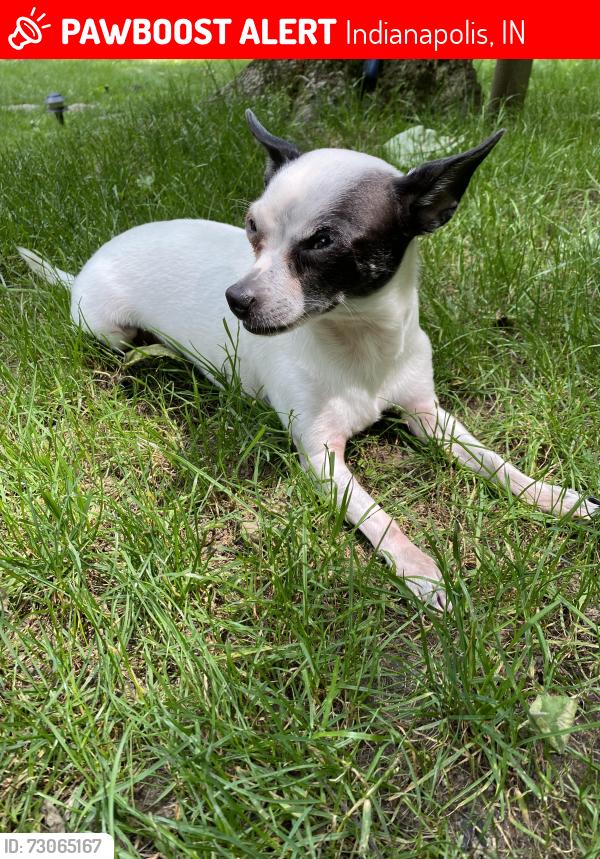 Lost Male Dog last seen Indian Lake South/Indian Lake, Indianapolis, IN 46236