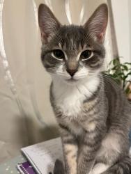 Lost Female Cat last seen Av fielding and prince edward, Montréal, QC H4V 2M3
