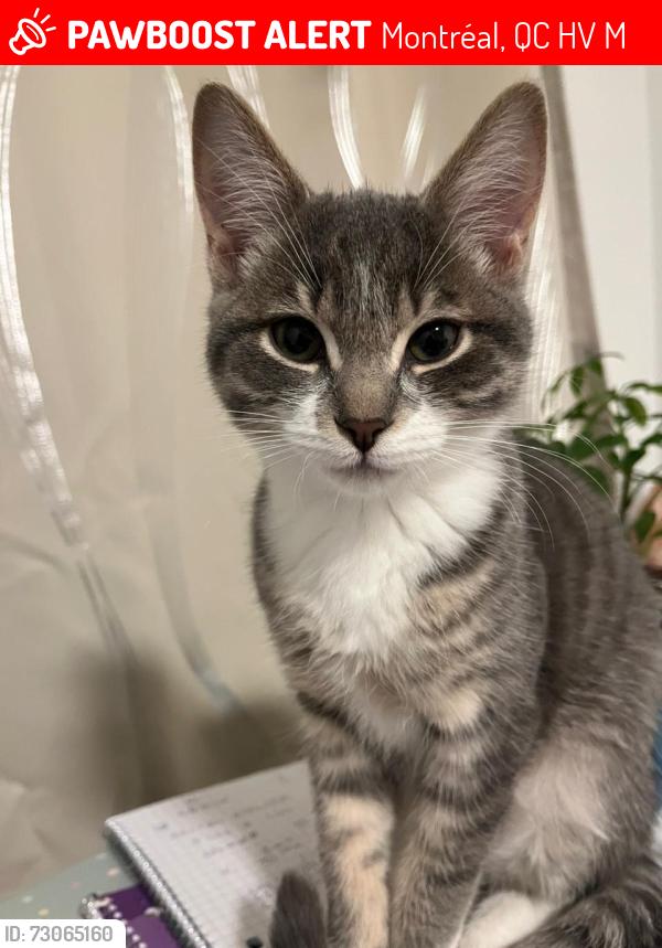 Lost Female Cat last seen Av fielding and prince edward, Montréal, QC H4V 2M3