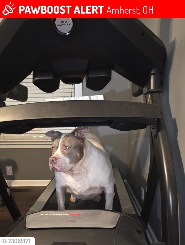 Lost Female Dog last seen Dairy Queen in Amherst Ohio , downtown Amherst ohio, Amherst, OH 44001