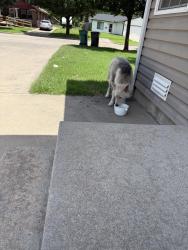 Found/Stray Unknown Dog last seen Harry and Hydraulic, Wichita, KS 67211