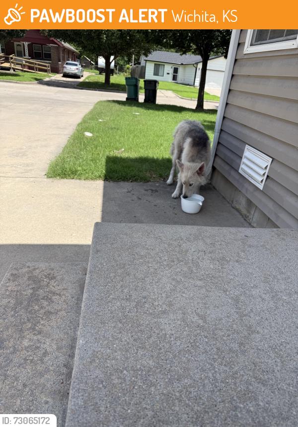 Found/Stray Unknown Dog last seen Harry and Hydraulic, Wichita, KS 67211