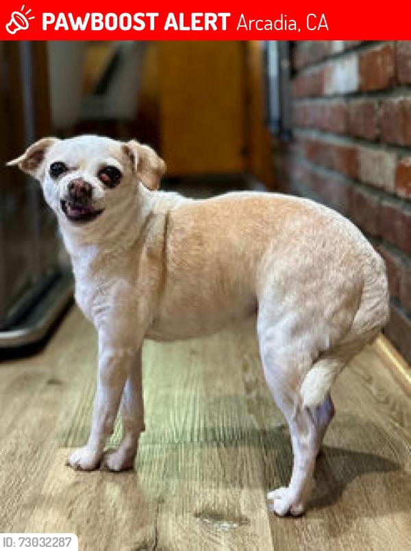 Lost Female Dog last seen 3rd Ave and Camino Real Ave. Arcadia, CA, Arcadia, CA 91006