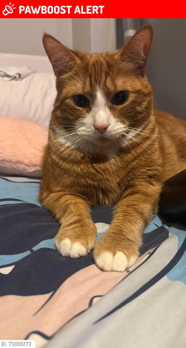 Lost Male Cat last seen Tescos old Kent Road , Greater London, England SE17 2LF