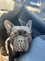Lost Female Dog last seen Sharp Ave and Kamloops Ave, Los Angeles, CA 91331