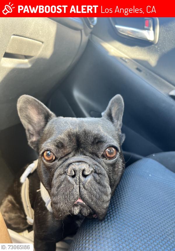 Lost Female Dog last seen Sharp Ave and Kamloops Ave, Los Angeles, CA 91331