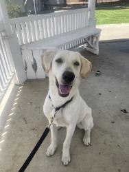 Found/Stray Female Dog last seen ucr, ucr apartmarts, starbucks, Riverside, CA 92507