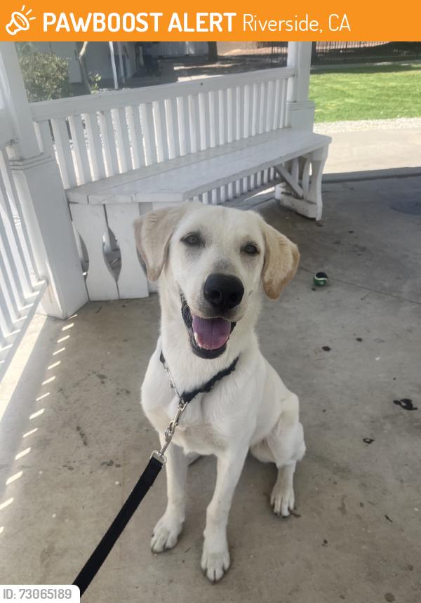 Found/Stray Female Dog last seen ucr, ucr apartmarts, starbucks, Riverside, CA 92507