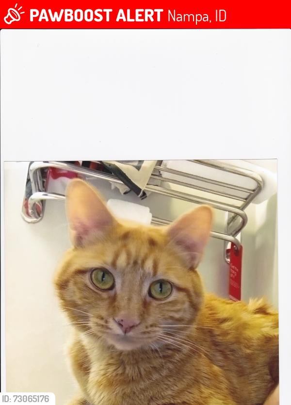 Lost Male Cat last seen 4th ave s., Nampa, ID 83651