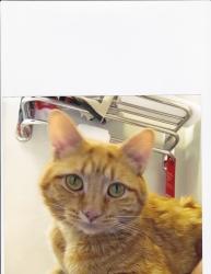 Lost Male Cat last seen 4th ave s., Nampa, ID 83651