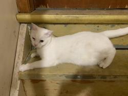 Lost Male Cat last seen Clonsilla and lansdowne, Peterborough, ON K9J 5Y1