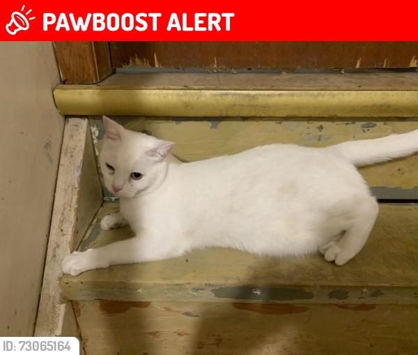 Lost Male Cat last seen Clonsilla and lansdowne, Peterborough, ON K9J 5Y1