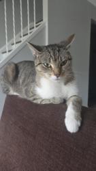 Reunited Female Cat last seen Near Albert St, Waterloo, ON N2L 5A7, Canada, Waterloo, ON N2L 5A7