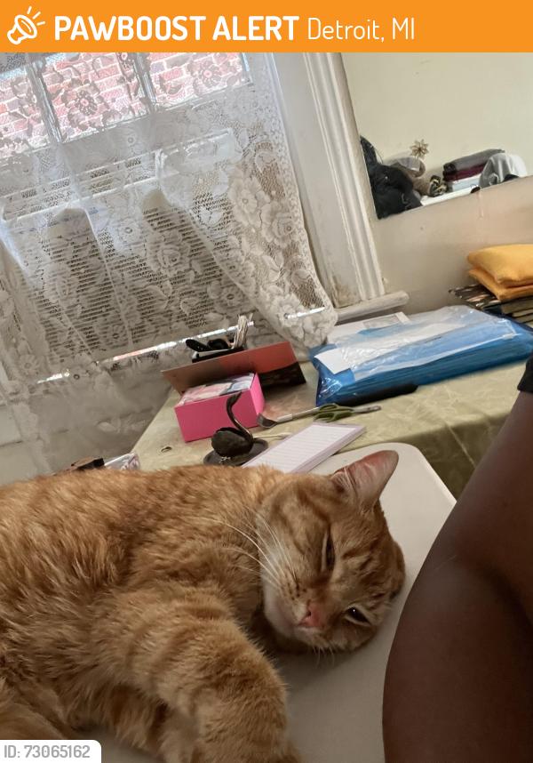 Found/Stray Male Cat last seen LaSalle /Clairemont, Detroit, MI 48267