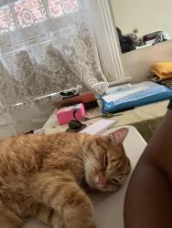 Found/Stray Male Cat last seen LaSalle /Clairemont, Detroit, MI 48267