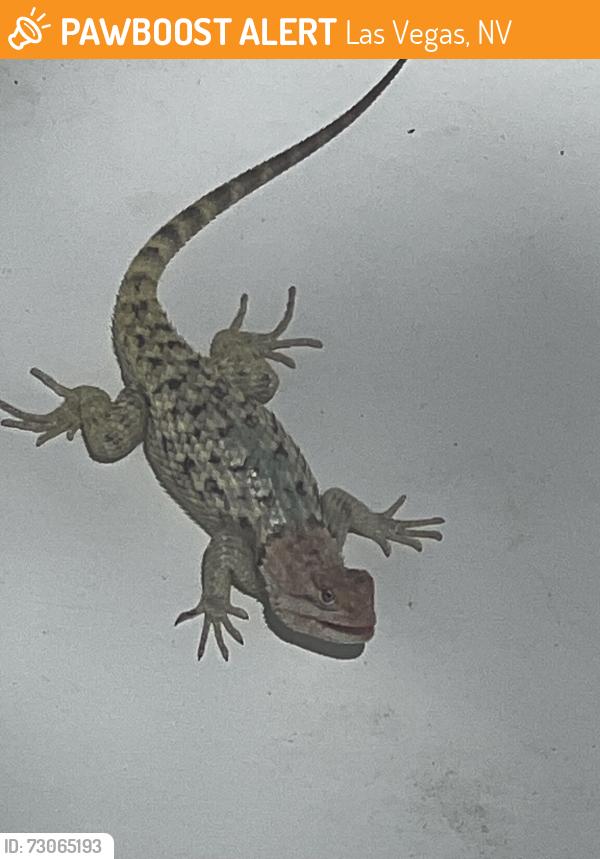 Found/Stray Unknown Reptile last seen Cheyenne/Torrey Pines, Las Vegas, NV 89108